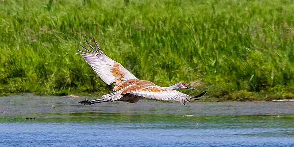 Arcadia Marsh-0618