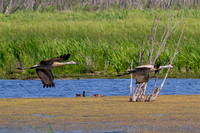 Arcadia Marsh-0540