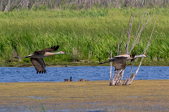 Arcadia Marsh-0540