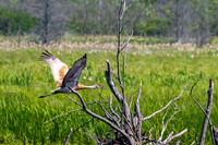 Arcadia Marsh-0627