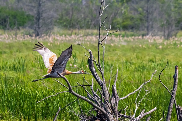 Arcadia Marsh-0627