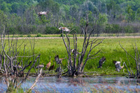 Arcadia Marsh-0581