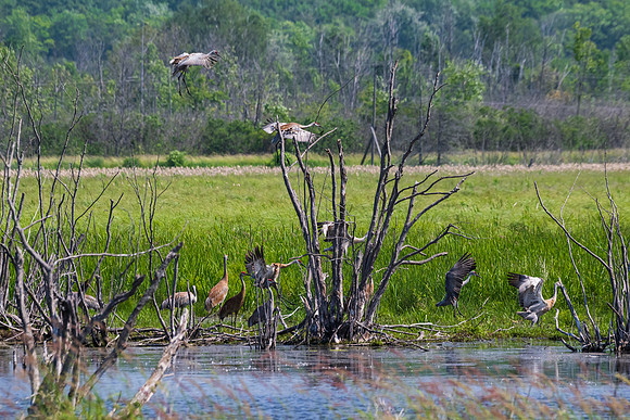 Arcadia Marsh-0581