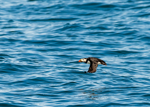 FB small - Bar Harbor-DSC_1895