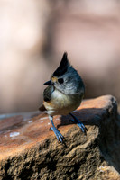 neighborsDSC_0233