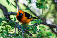 RGV birds _MAK6683