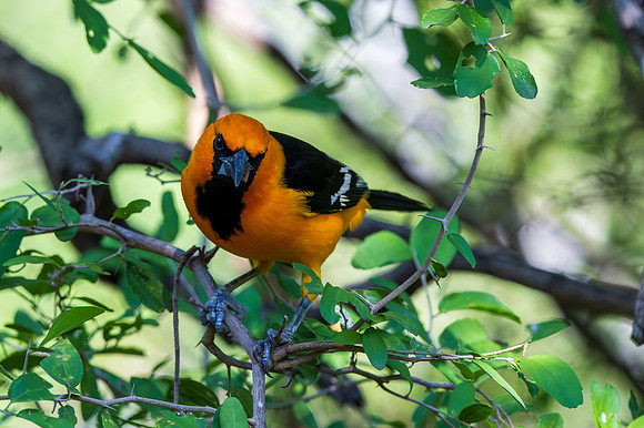 RGV birds _MAK6683