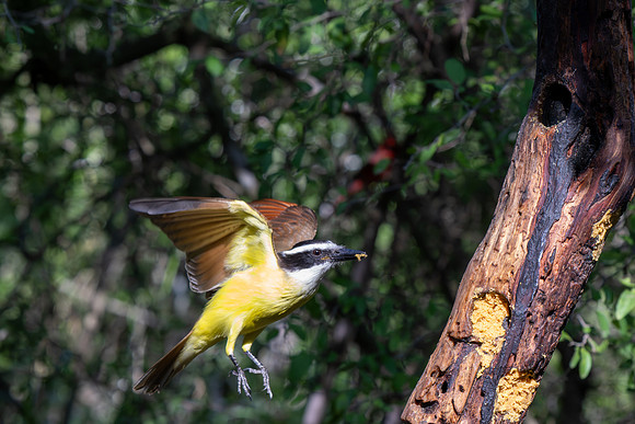 RGV birds _MAK6744