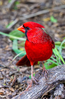RGV birds _MAK6638