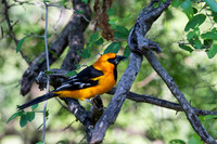 RGV birds _MAK6613
