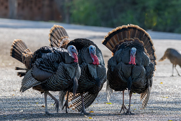 RGV birds _MAK6536