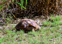 neighborsDSC_0250