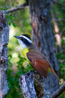 neighborsDSC_0149