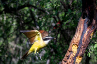 RGV birds _MAK6744