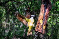 RGV birds _MAK6739