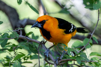 RGV birds _MAK6688