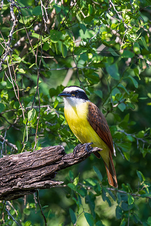 RGV birds _MAK6661
