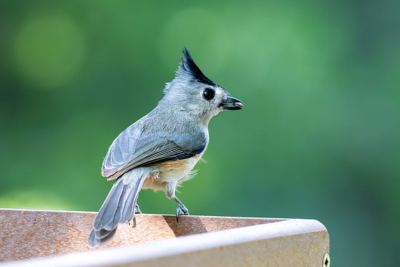 RGV birds _MAK6647