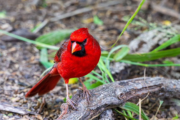 RGV birds _MAK6632
