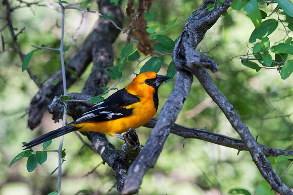 RGV birds _MAK6613
