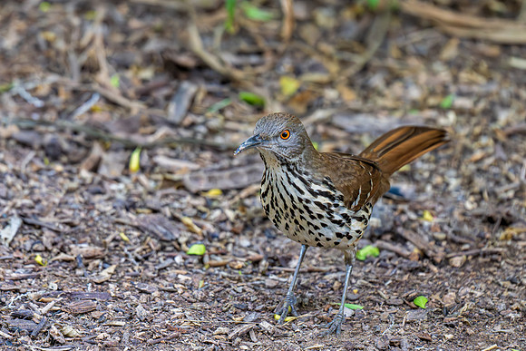 RGV birds _MAK6597