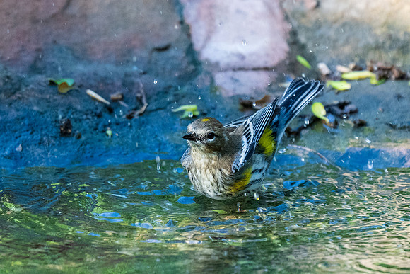 RGV birds _MAK6572