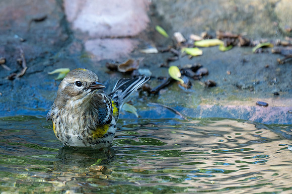 RGV birds _MAK6574