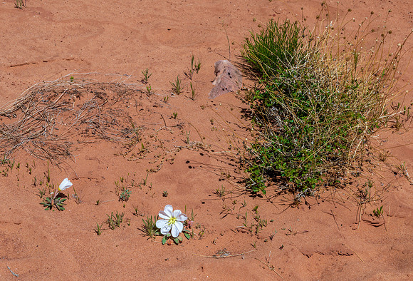 Wind Pebble Canyon -_MAK0745