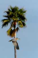 BentsenPalmsRV-MAK_3590