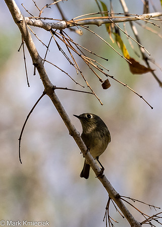 Bentsen-Rio Grande SP-DSC_7353