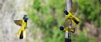 Bentsen-Rio Grande SP-DSC_7210