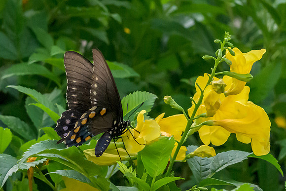 Butterflies-_MAK2972
