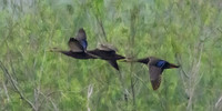 Hawk tower-DSC_8178