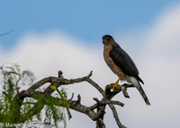 Bentsen-Rio Grande SP-DSC_7341