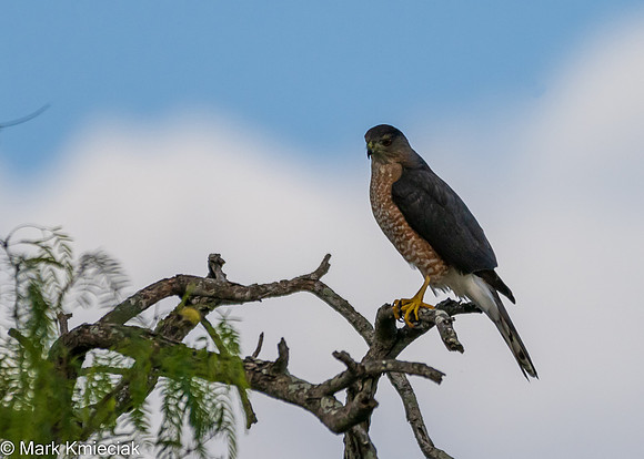 Bentsen-Rio Grande SP-DSC_7341