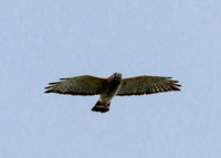 Hawk tower-DSC_8316