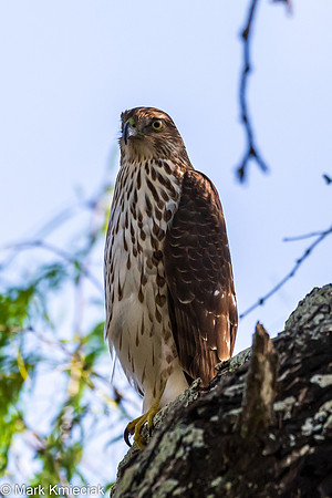 Bentsen-Rio Grande SP-DSC_7485