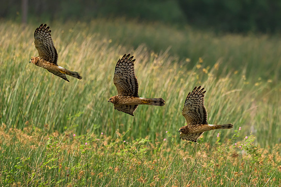 Santa Ana National Wildlife Refuge-_MAK3840-Edit
