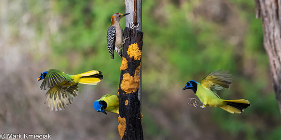 Bentsen-Rio Grande SP-DSC_7225