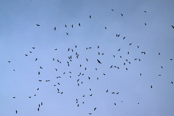 Hawk tower-DSC_8409