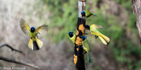 Bentsen-Rio Grande SP-DSC_7208