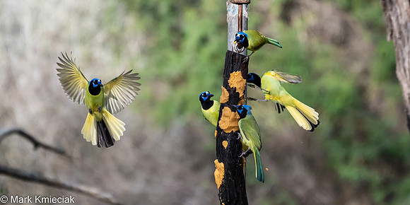 Bentsen-Rio Grande SP-DSC_7208