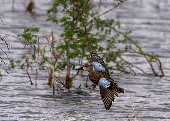 Santa Ana National Wildlife Refuge-_MAK3920