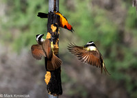 Bentsen-Rio Grande SP-DSC_7290