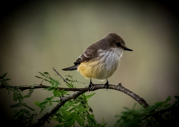 Santa Ana National Wildlife Refuge-_MAK3831