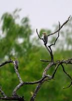 Hawk tower-DSC_8166