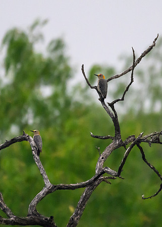 Hawk tower-DSC_8166