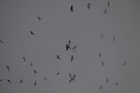 Hawk tower-DSC_8420