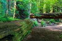 Jedediah Smith Redwoods-_MAK5651