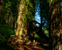 Jedediah Smith Redwoods-_MAK5643-HDR